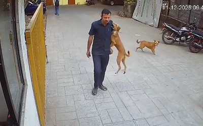 Chó dữ nhảy lên cắn vào vai nam bảo vệ và cái kết