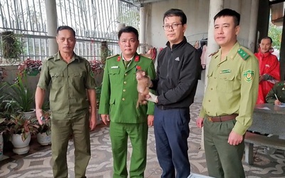 Phát hiện hai cá thể khỉ quý hiếm đi lạc, người dân chủ động giao nộp