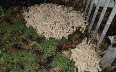 Dắt chó đi dạo, người đàn ông bắt gặp cảnh tượng bí ẩn