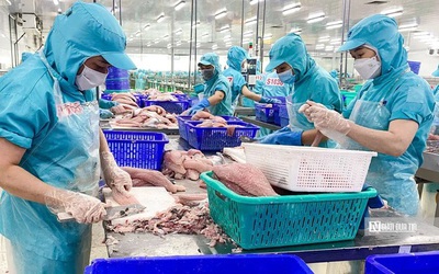 Xuất khẩu cá tra vượt mốc 2 tỷ USD, cơ cấu thị trường thay đổi