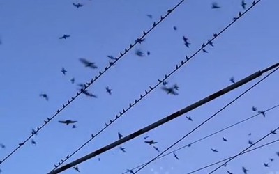 Đang đi dạo, người đàn ông bắt gặp cảnh tượng nổi da gà