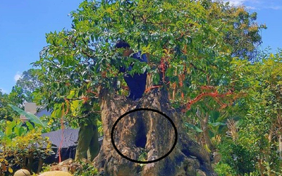 Cây thị bonsai “4 người ôm” rao giá 400 triệu đồng vẫn có người chốt