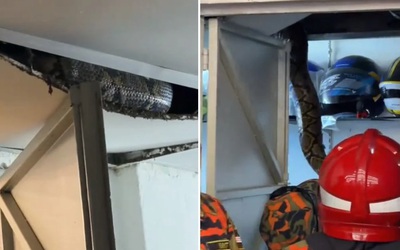 Bắt sống 2 con trăn khổng lồ ẩn nấp trong cửa hàng xe máy