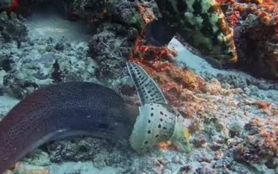 Rợn người cảnh "kẻ săn mồi đấu kẻ săn mồi" dưới đáy biển