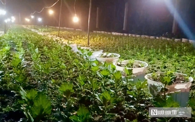 Nông dân làng hoa lớn nhất xứ Nghệ hối hả vào vụ Tết