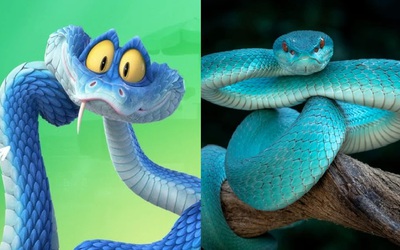 Nhiều người đổ xô đi tìm mua rắn độc sau "cơn sốt" Zootopia 2