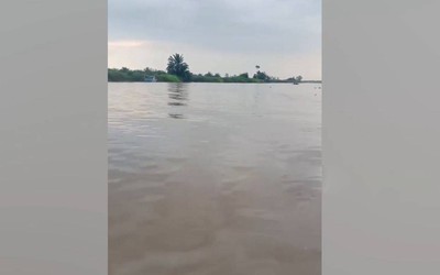 Đang rửa quả cọ, người đàn ông bị thứ đáng sợ cắn tử vong trên sông