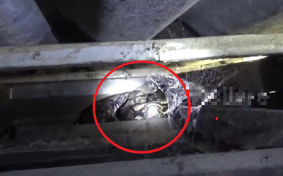 Nhìn lên trần nhà, người đàn ông phát hiện cảnh tượng "nổi da gà"