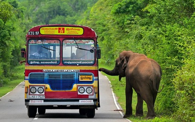 Ba người đàn ông thiêu sống voi rừng gây phẫn nộ