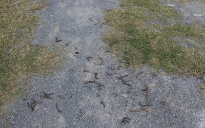 Thông tin về nguyên nhân hiện tượng giun bò lên mặt đất chết hàng loạt ở Quảng Trị