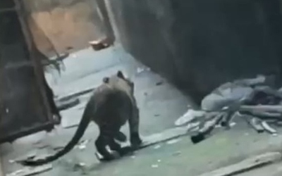 Báo đốm xông vào khu dân cư, 3 người bị thương