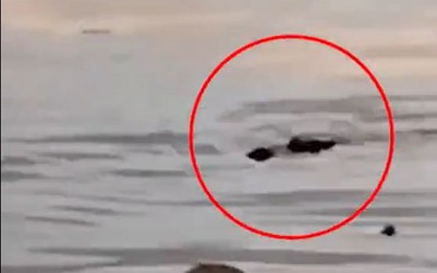 Đi bơi cùng bạn, cậu bé bị thứ đáng sợ cắn tử vong trên sông