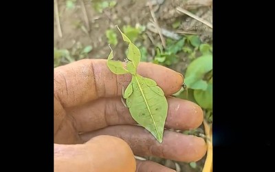 Người đàn ông sốc nặng khi phát hiện ra chiếc lá "biết đi"