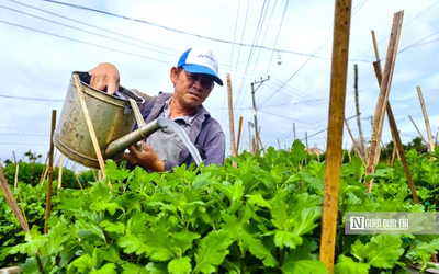 Thời tiết thất thường, nông dân trồng hoa ở Quảng Ngãi bước vào vụ Tết đầy lo toan