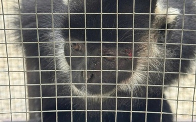 Bắt được sinh vật hoang dã nhiều lần tấn công người dân