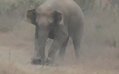 Người đàn ông bị voi giẫm tử vong khi đang chụp ảnh "tự sướng"