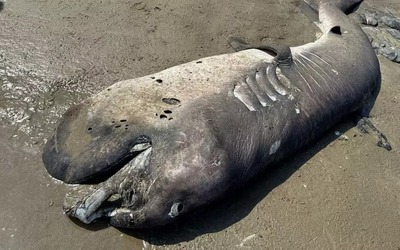 Phát hiện "quái vật" khổng lồ dài 4,3 mét dạt vào bờ biển
