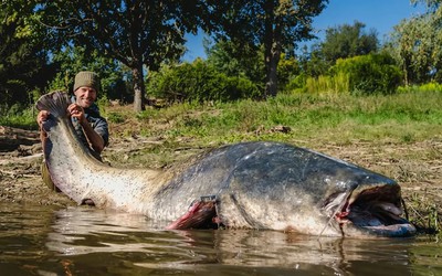 Cần thủ câu được con cá trê khổng lồ dài 2,64 mét trong hồ