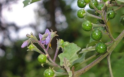 Loại quả mọc dại có vị đắng đặc trưng nay thành đặc sản, đặc biệt ngon khi nấu cùng thịt ba chỉ