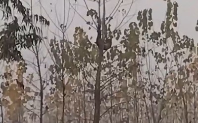 Báo hoa mai bị treo ngược trên cây, người dân tụ tập đứng xem