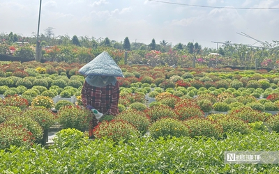 Hơi thở lễ hội ngập tràn “thủ phủ" hoa miền Tây