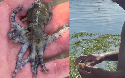 Người đàn ông suýt mất mạng khi chạm vào loài bạch tuộc cực độc
