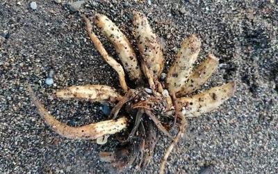 Loài cây cực độc trôi dạt vào bãi biển, chuyên gia cảnh báo