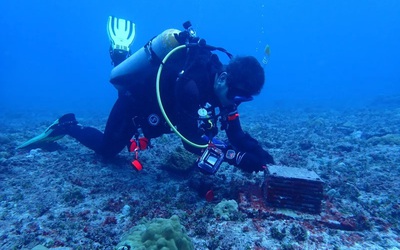 20 loài mới được phát hiện dưới đáy đại dương