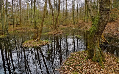Phát hiện "kho báu" quý giá trong đầm lầy