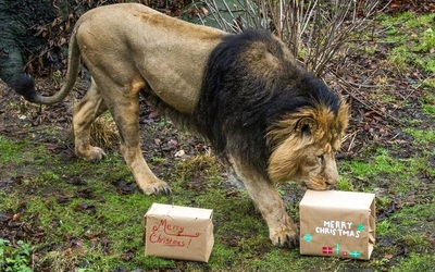 Không phải thịt tươi, đây mới là thứ khiến chú sư tử 15 tuổi mê mẩn