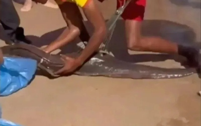 Đang bơi trên biển, nam du khách bị thứ đáng sợ cắn vào chân