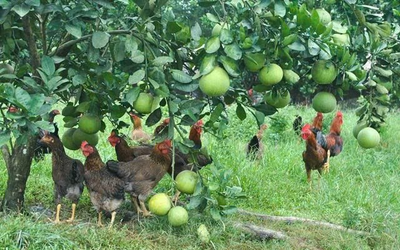 Hành trình từ “nghèo thông tin” đến tiếp cận tri thức – đổi đời của ông Trịnh Văn Thạch, thôn Bản Lạ, xã Thượng Minh (Thái Nguyên)