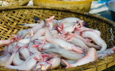 Phát hiện 5/7 mẫu cá cháo chứa Formol tại chợ ở Hà Tĩnh