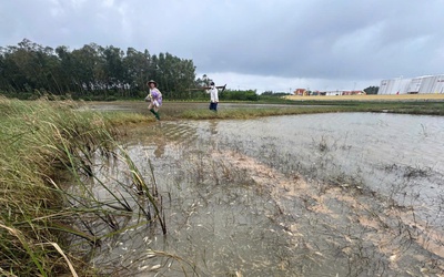 Tràn dầu tại Dung Quất: 18 ha ruộng lúa, ao tôm của người dân bị ảnh hưởng