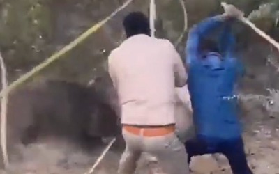 Lợn rừng hung dữ tấn công nhân viên kiểm lâm và cái kết