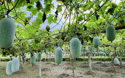 Giảm nghèo về thông tin: Dấu ấn đồng hành của doanh nghiệp tại Thái Nguyên