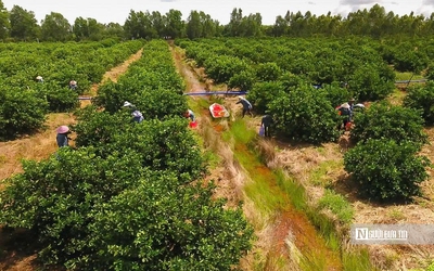 Kiên nhẫn với "đất khó" để trái chanh Việt đi xa hơn