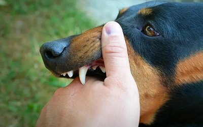 Người đàn ông 51 tuổi tử thương tâm sau khi bị chó "lạ" cắn