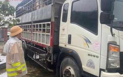 Phát hiện 2 xe tải chở 7,2 tấn heo nghi nhiễm dịch tả heo châu Phi