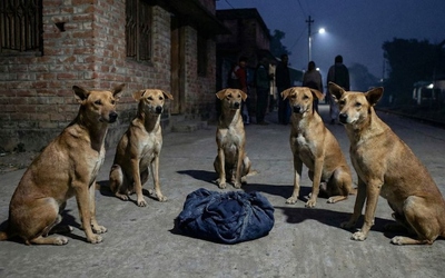 Bé sơ sinh bị bỏ rơi trên đường, đàn chó "đứng canh" suốt đêm