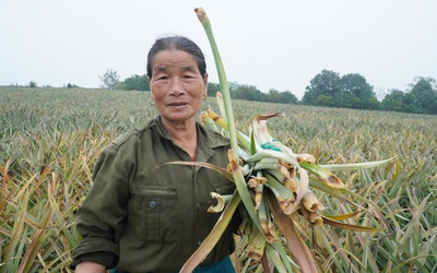 Dứa đang xanh tốt bỗng chết rụi, nông dân "thủ phủ dứa" lặng người trước nguy cơ trắng vốn