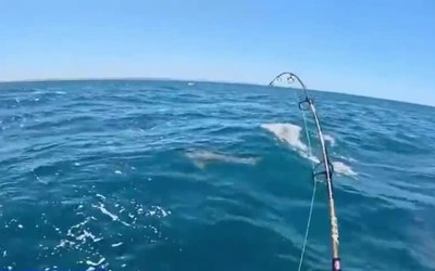 Thợ mộc trẻ kinh ngạc khi câu được cá mập trắng khổng lồ dài 2 mét