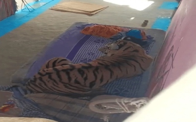 Hổ dữ vồ ngã người đàn ông rồi vào nhà dân nằm lên giường