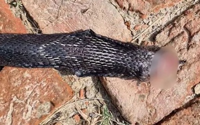 Bị rắn hổ mang cắn, người đàn ông có hành động đáp trả bất ngờ