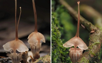 Phát hiện loài thực vật kỳ lạ, số lượng chưa đến 20 cá thể