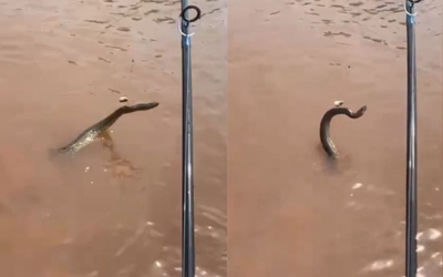 Đi câu cá, người đàn ông phát hiện cảnh tượng bất ngờ dưới sông