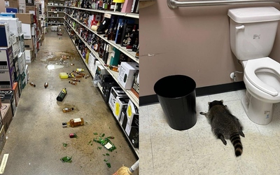 Gấu mèo say xỉn nằm bất tỉnh trong phòng tắm của cửa hàng rượu