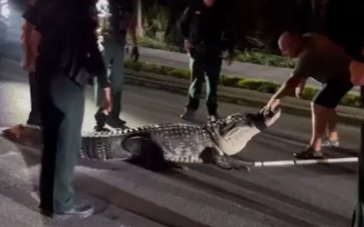 Cá sấu khổng lồ bất ngờ xuất hiện giữa mùa lạnh, cảnh sát nhanh chóng vào cuộc