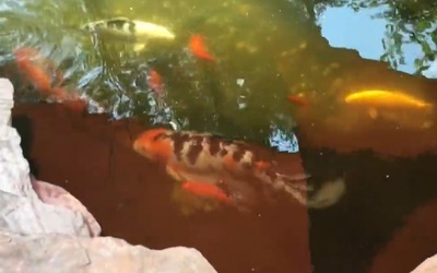 Đàn cá Koi bị ăn thịt, người phụ nữ sốc nặng khi biết "thủ phạm"