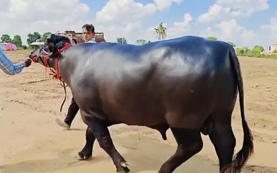 Con trâu được trả 8,7 tỷ đồng, người đàn ông vẫn từ chối bán